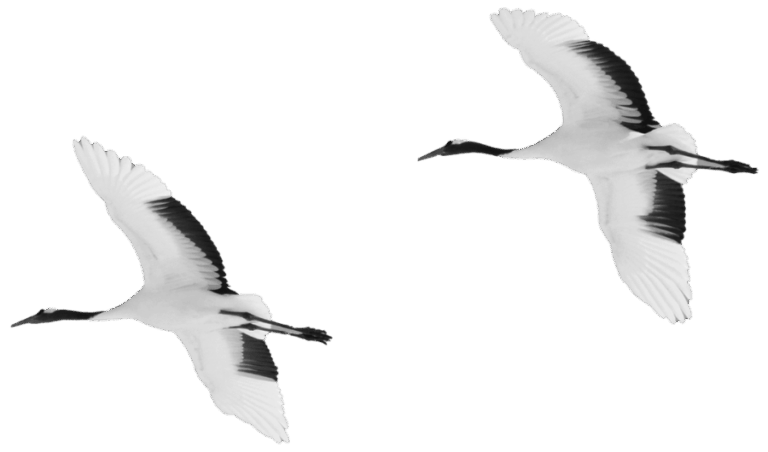 flying garzas